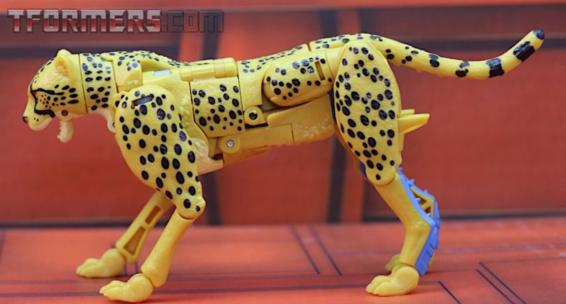 Transformers Kingdom Cheetor Wave 1 Deluxe Class  (12 of 34)